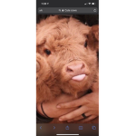 Cutie cows