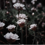‘flower’