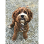 Dogs are amazing!!!!!