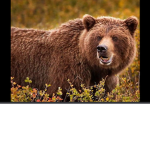 Teddy army fan group
