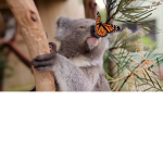 |~Koala Luv~|