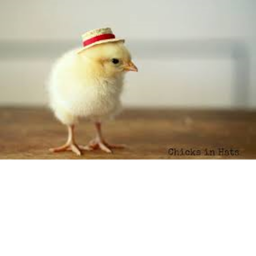 The fat chicken group wellcome