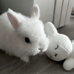 打死狗食cvirla