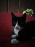 Legend of a cat called ginger