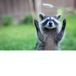 Racoon Gang