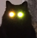 #cove