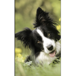 Border collies group