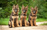 Alive family