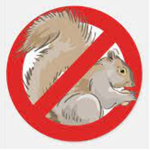 antisquirrel