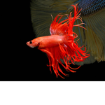 Wanting to be an oceanographer