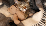 #CATS!!!