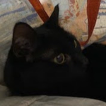 CatManDo Fan Group!