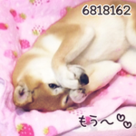 ᔕᕼIᗷᗩ ᗪOGE
