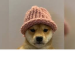 DOGE GROUP!!!!!!!:D