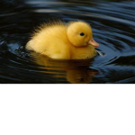 The Noob Duckies