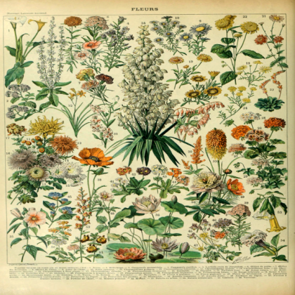 vintage plant poster Roblox decal
