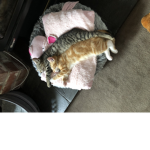 Kitty cats Kitten