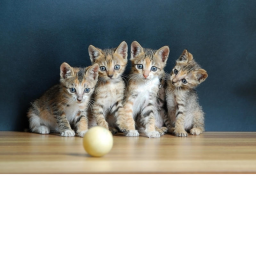 Cats Cats and more cats
