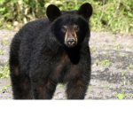 The bear army is good