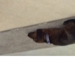 Sauced sausage dogs