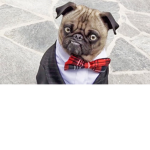 National gangster pug