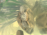 My turtles are my life