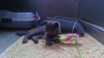 All about dogs and cats facts up and up and down !