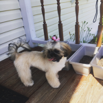 Doggy Delight