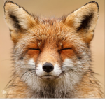 foxes need YOU