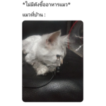 หมอน