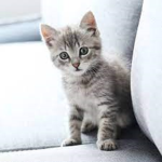 GATOOOOO