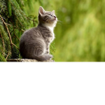 If you like cat’s come to this group