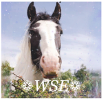 ~ Woodland springs Equine ~