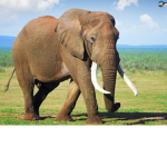 elephants rule group