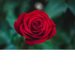 Rose Fam Tycoon! icon
