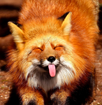 The Cheeky Foxes