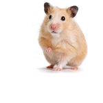 Hamsters For Free