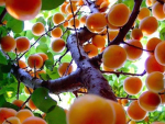 Ashley’s Apricots