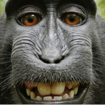 Monkey Sanctuary!