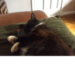 Cat1212