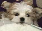 Puppy Group: )