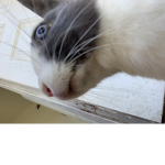 Smokey_