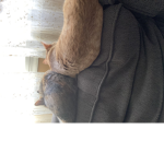 Cats are every where