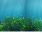 『ocean』