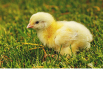 Baby chicky group