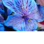 Makayla's flower group!
