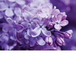 The lilac friends<3