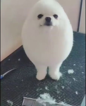 Pebbles is cute