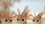 A chill group for Axolotl