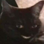 Cursed Memes Gang :)